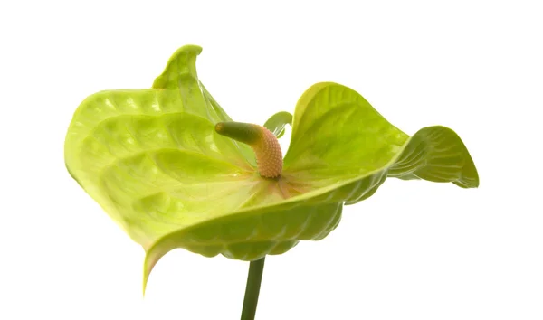 Anthurium vert avec spadix rose — Photo