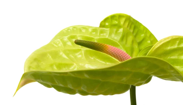 Anthurium verde con espádice rosado — Foto de Stock