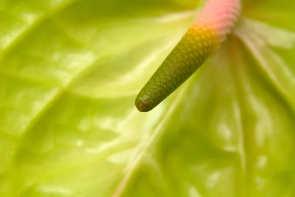 Pembe spadix ile yeşil antoryum — Stok fotoğraf