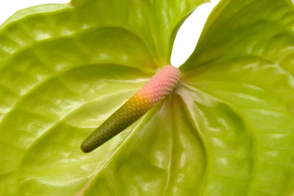 Anthurium vert avec spadix rose — Photo