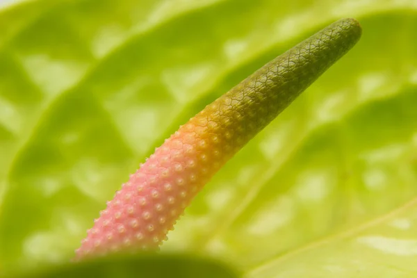 Green anthurium with  pink spadix — Stock Photo, Image