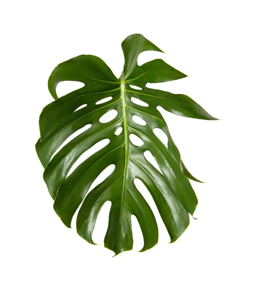 Grote groene glanzend blad van monstera — Stockfoto