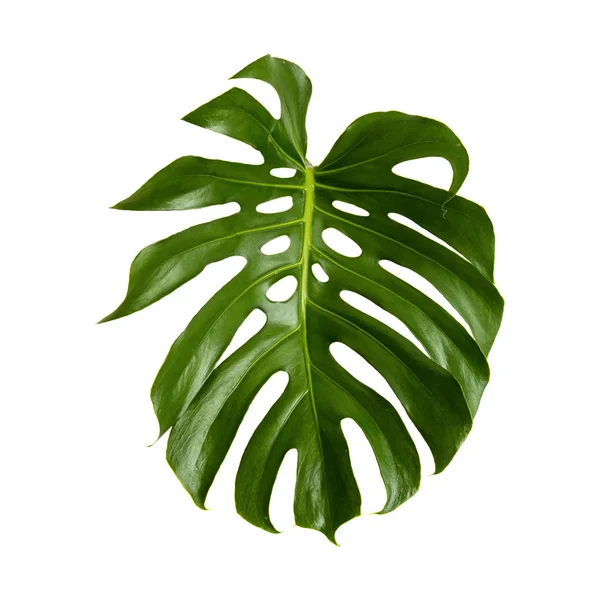 Hoja brillante verde grande de monstera — Foto de Stock