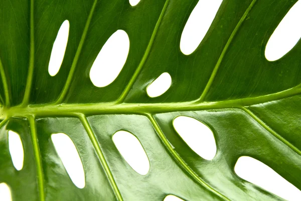 Large greef shiny leaf of monstera — Stockfoto