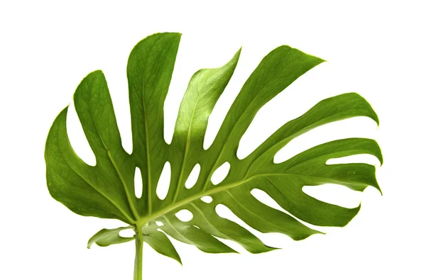 Large greef shiny leaf of monstera — Stock Photo, Image