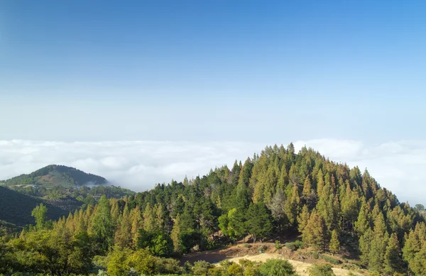 Inre Gran Canaria, vy över trädtopparna mot molnet täcker Stockfoto