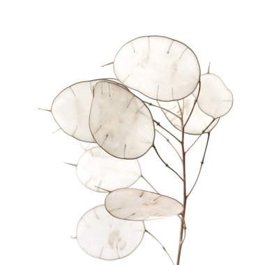 Lunaria annua