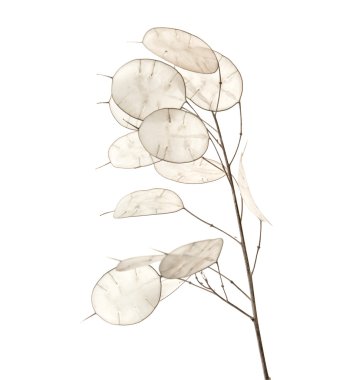Lunaria annua, gümüş dolar bitki
