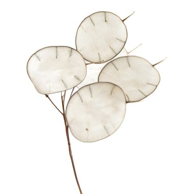 Lunaria annua, silver dollar plant clipart