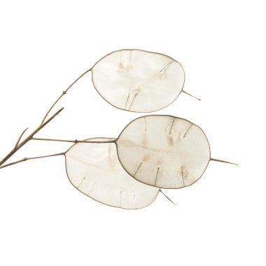 Lunaria annua, gümüş dolar bitki