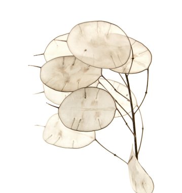 Lunaria annua, silver dollar plant clipart