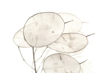 Lunaria annua, gümüş dolar bitki