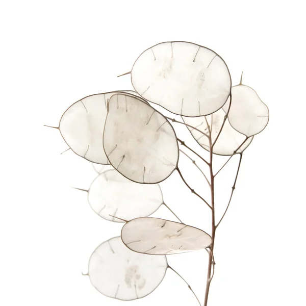 Полин Lunaria — стокове фото