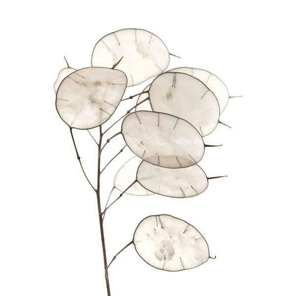 Lunaria annua-ban — Stock Fotó