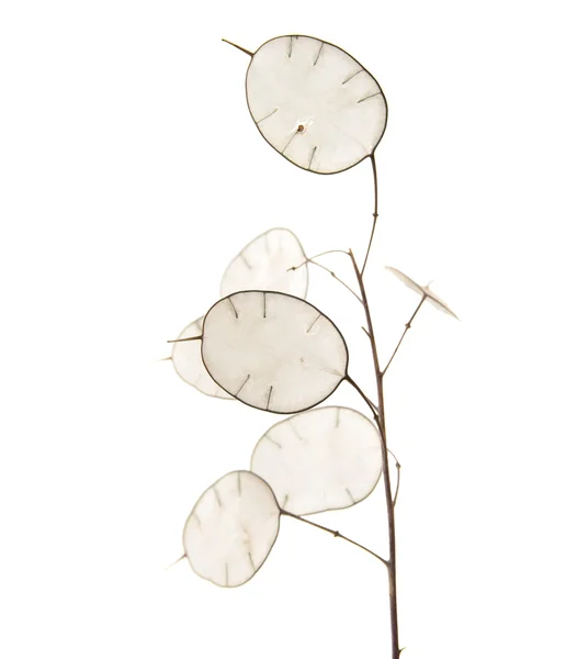 Lunaria annua — Stock Photo, Image