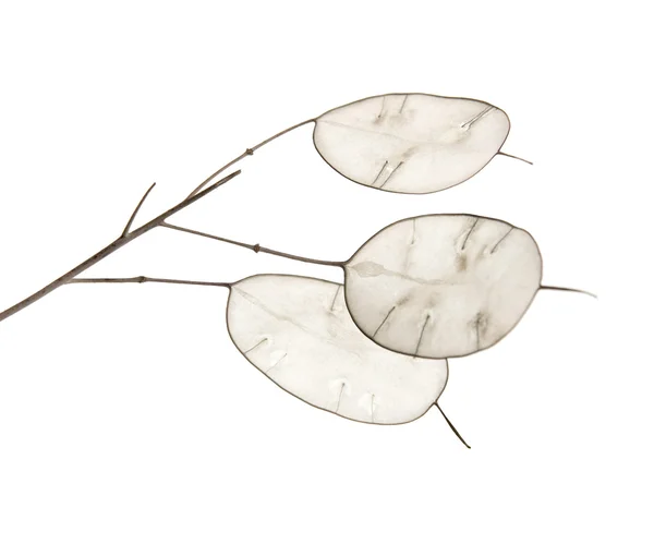 Lunaria annua, silver dollar plant — Stock Photo, Image