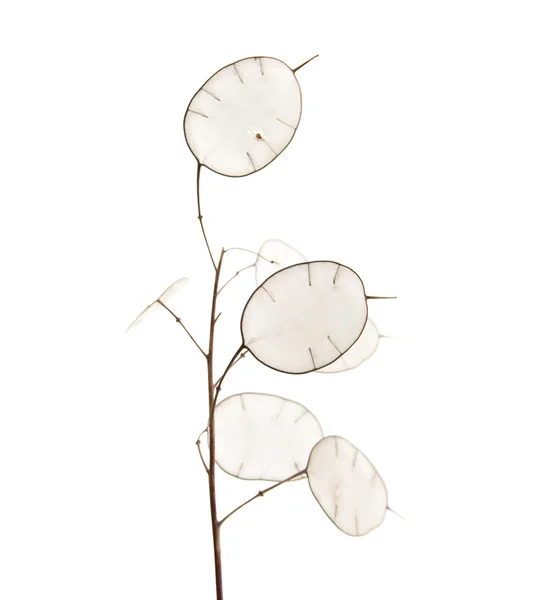 Lunaria annua, planta do dólar de prata — Fotografia de Stock
