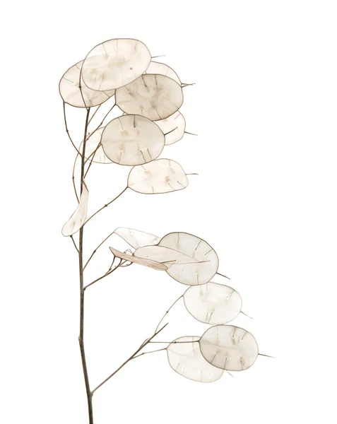 Lunaria annua, ezüst dollár növény — Stock Fotó