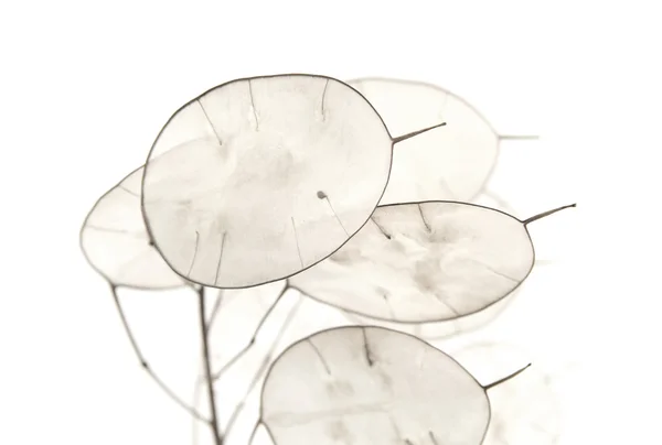 Lunaria annua, silver dollar plant — Stock Photo, Image