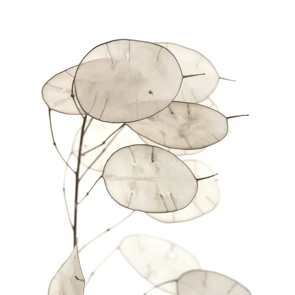 Lunaria annua, planta do dólar de prata — Fotografia de Stock