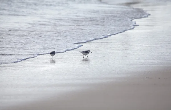 Kentish plevieren op een strand — Stockfoto