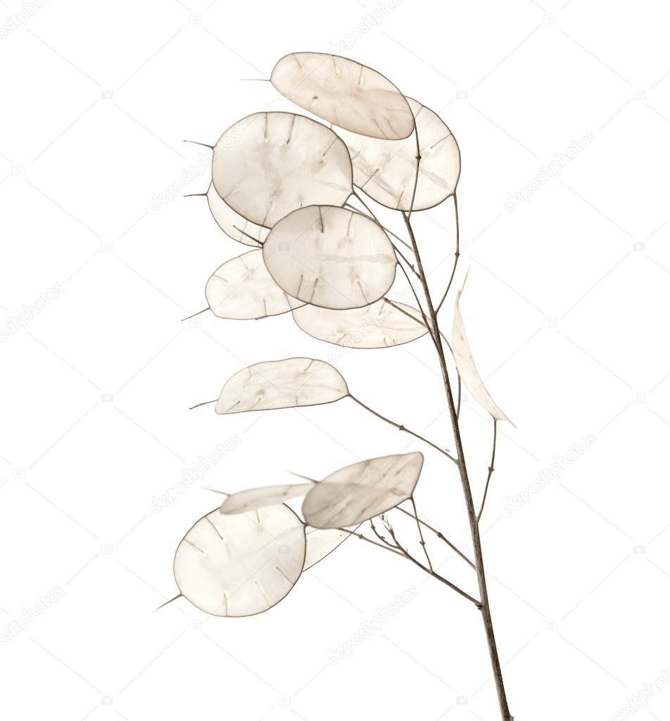 Lunaria annua, silver dollar plant