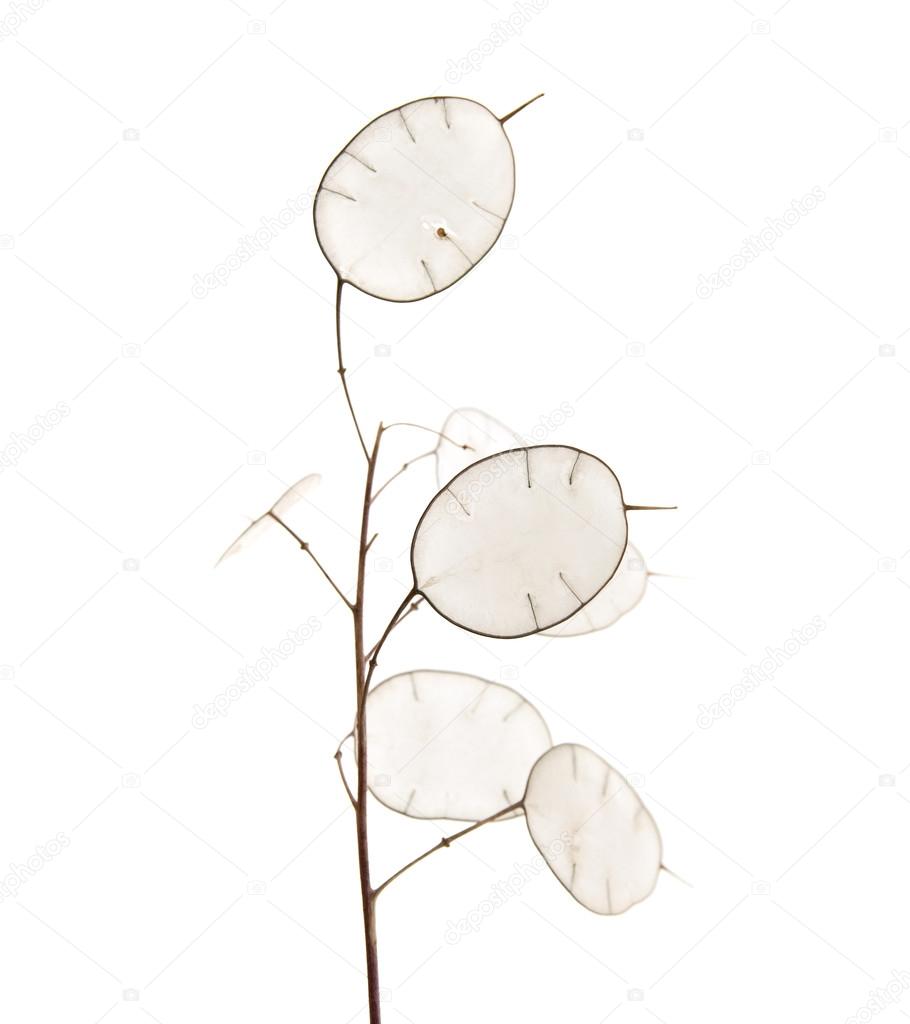 Lunaria annua, silver dollar plant
