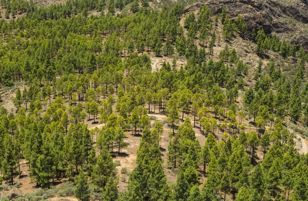 Interior Central de Gran Canaria, vista al sur desde Roque Nublo —  Fotos de Stock