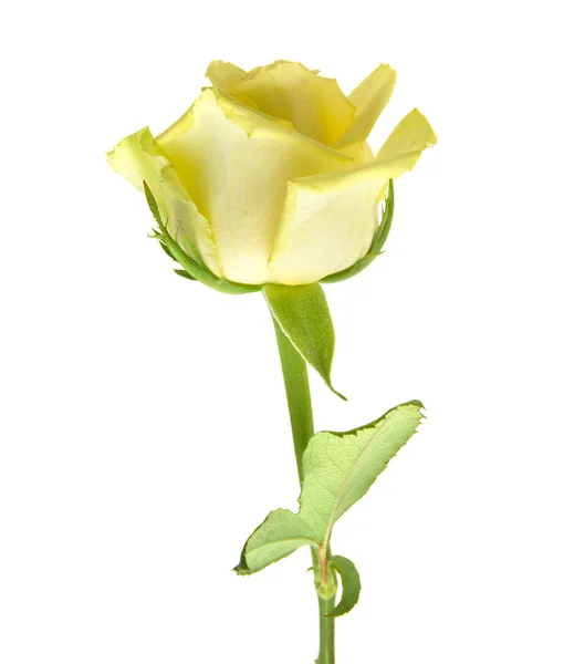 Pale yellow and green rose isolated — Stock Photo, Image