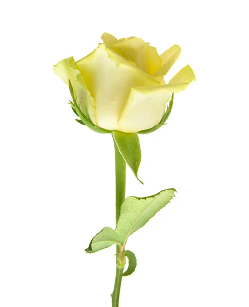 Pale yellow and green rose isolated — Stock Photo, Image