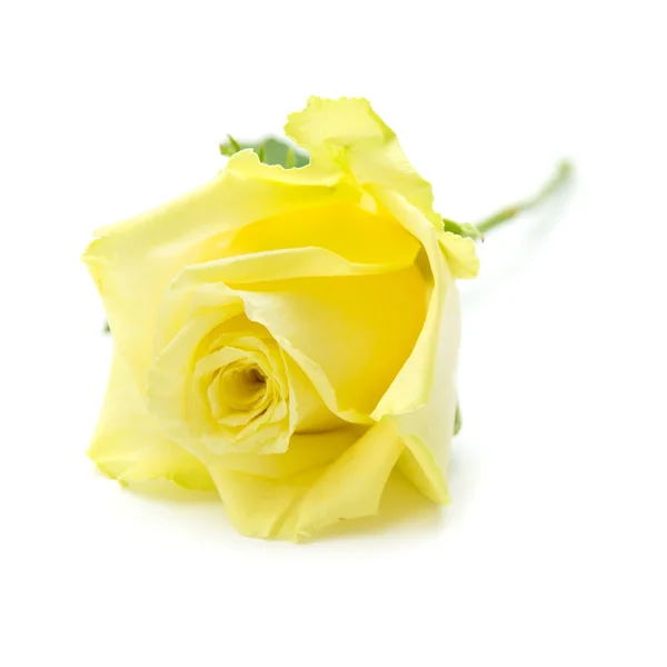 Rose jaune pâle et verte isolée — Photo