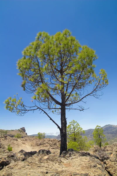 Interior de Gran Canaria — Foto de Stock