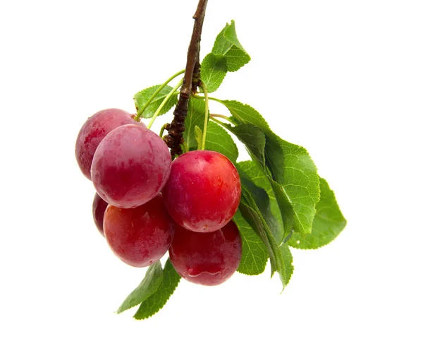 Small round red wild plums — Stock Photo, Image