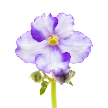 alacalı african violet