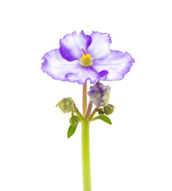 alacalı african violet