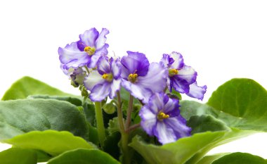 alacalı african violet