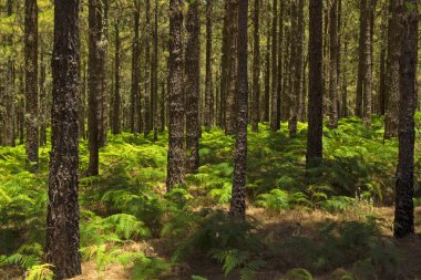 İç Gran Canaria, Kanarya Adaları çam ağacı orman