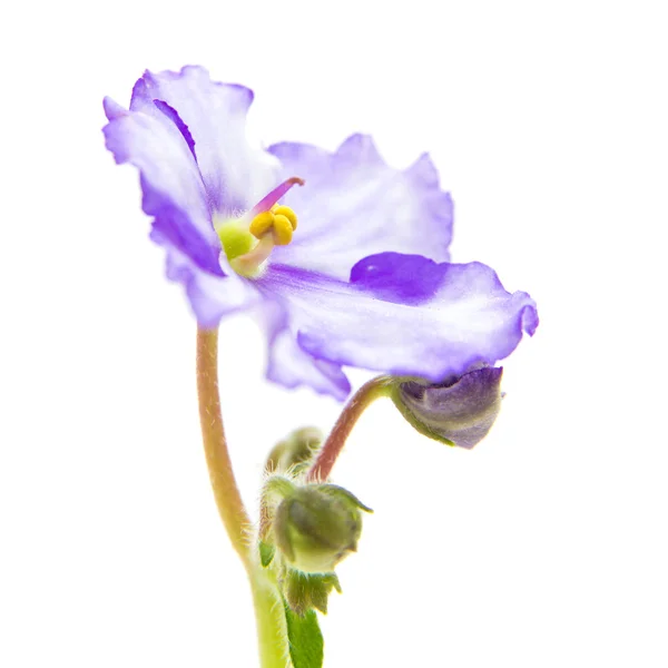 Brokiga african violet — Stockfoto