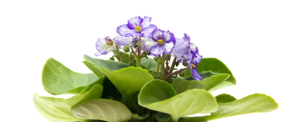 Variegated african violet — Stock Photo, Image