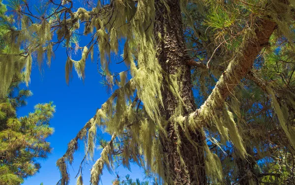 Belvízi Gran Canaria, Kanári-szigetek fenyő fa alá tartozó, Usnea, — Stock Fotó