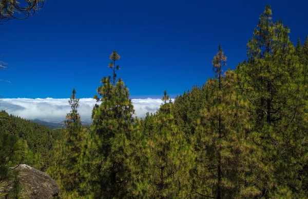 Gran canaria interior — Fotografia de Stock