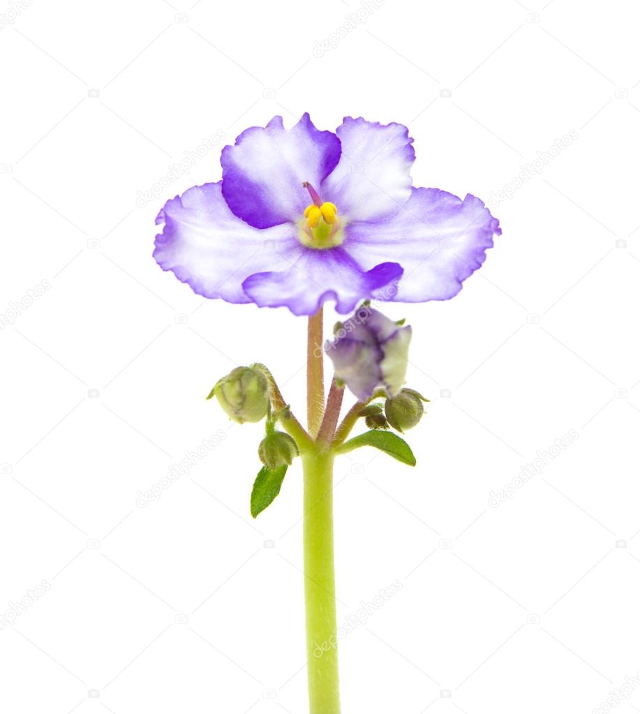 Violeta blanca fotos de stock, imágenes de Violeta blanca sin royalties | Depositphotos Violeta blanca fotos de stock, imágenes de Violeta blanca sin royalties | Depositphotos