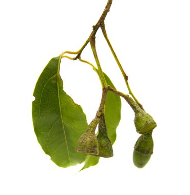 Ocotea foetens