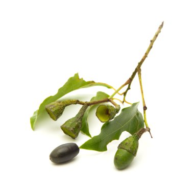 Ocotea foetens