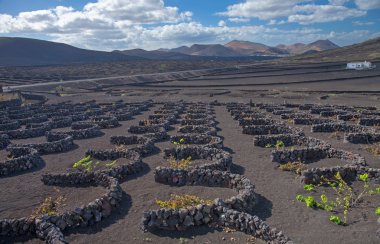 La Geria, Lanzarote, Kanarya Adaları