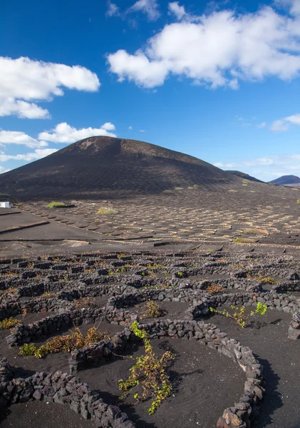 La Geria, Lanzarote, Canarischeeilanden — Stockfoto