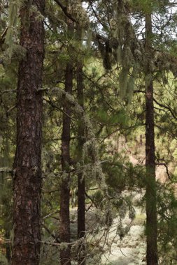 Orta Büyük Kanarya 'da ağaç gövdelerindeki zambaklar havanın saflığının göstergesi olarak kabul edilir.