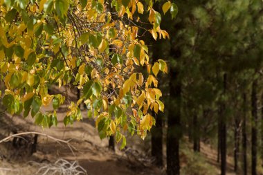 Gran Canaria 'dan Flora - Sonbaharda Karaağaçlar