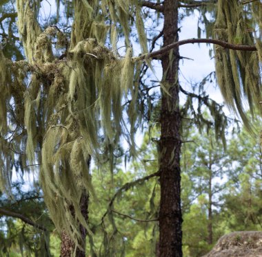Orta Büyük Kanarya 'da ağaç gövdelerindeki zambaklar havanın saflığının göstergesi olarak kabul edilir.