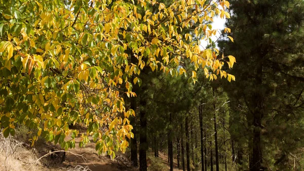 Gran Canaria 'dan Flora - Sonbaharda Karaağaçlar